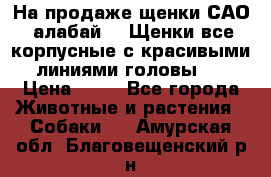 На продаже щенки САО (алабай ). Щенки все корпусные с красивыми линиями головы . › Цена ­ 30 - Все города Животные и растения » Собаки   . Амурская обл.,Благовещенский р-н